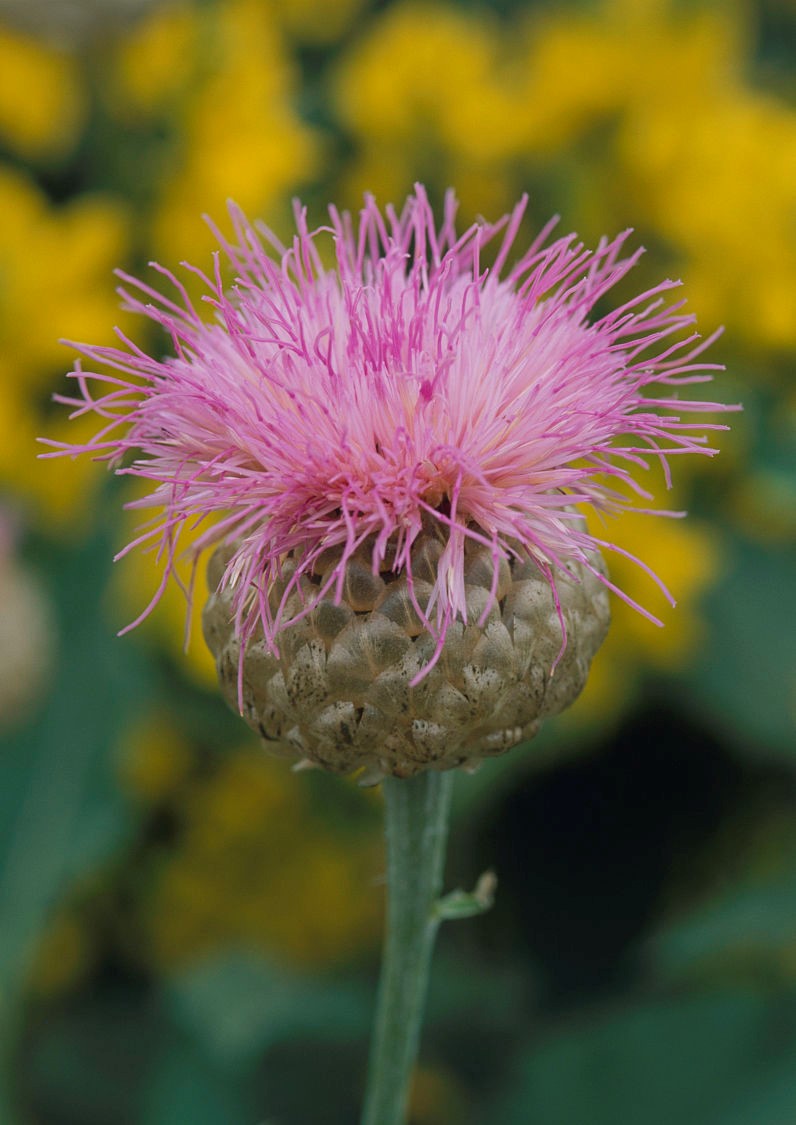 Centaurea scabiosa seed