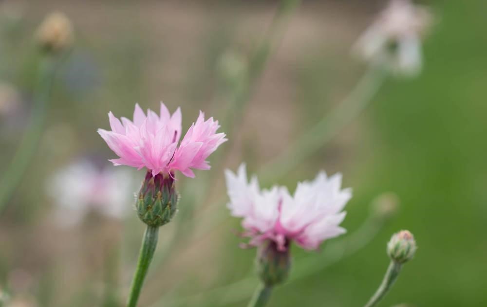 Centaurea stoebe seed