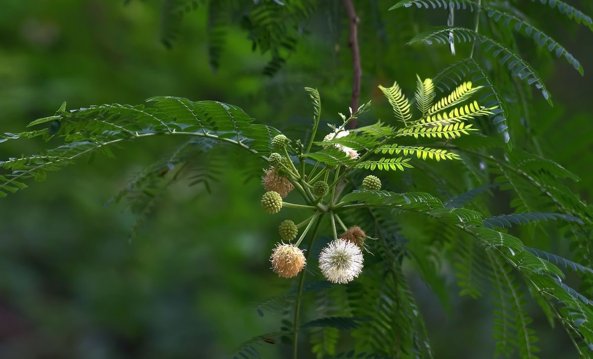 Desmanthus illinoensis seed