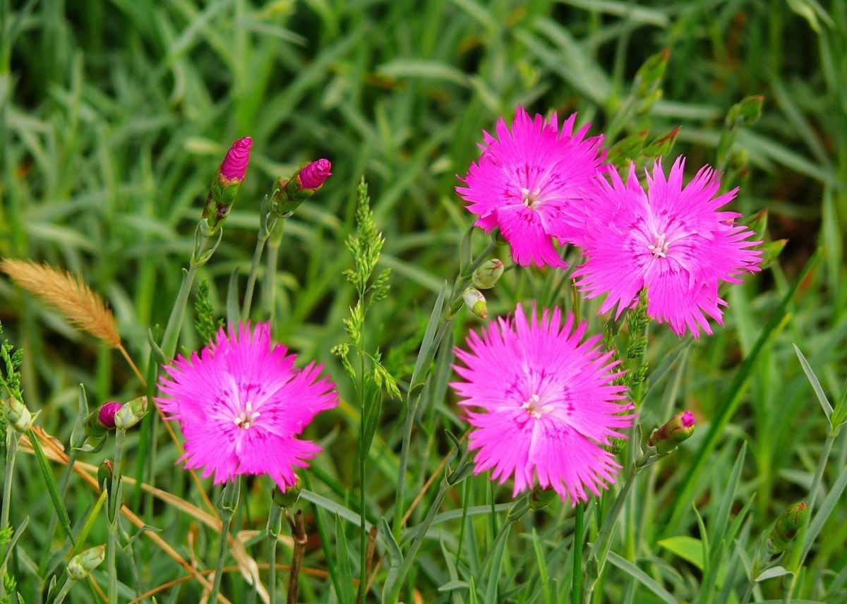 Dianthus carthusianorum seed