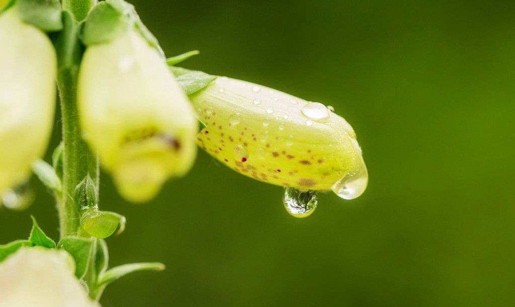 Digitalis grandiflora seed