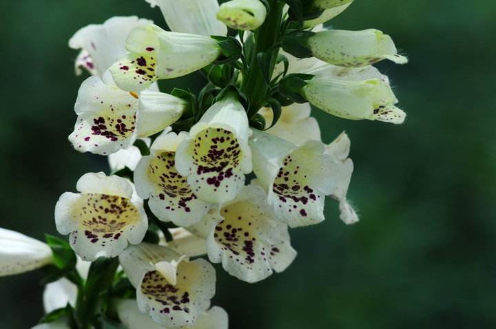 Digitalis lanata seed