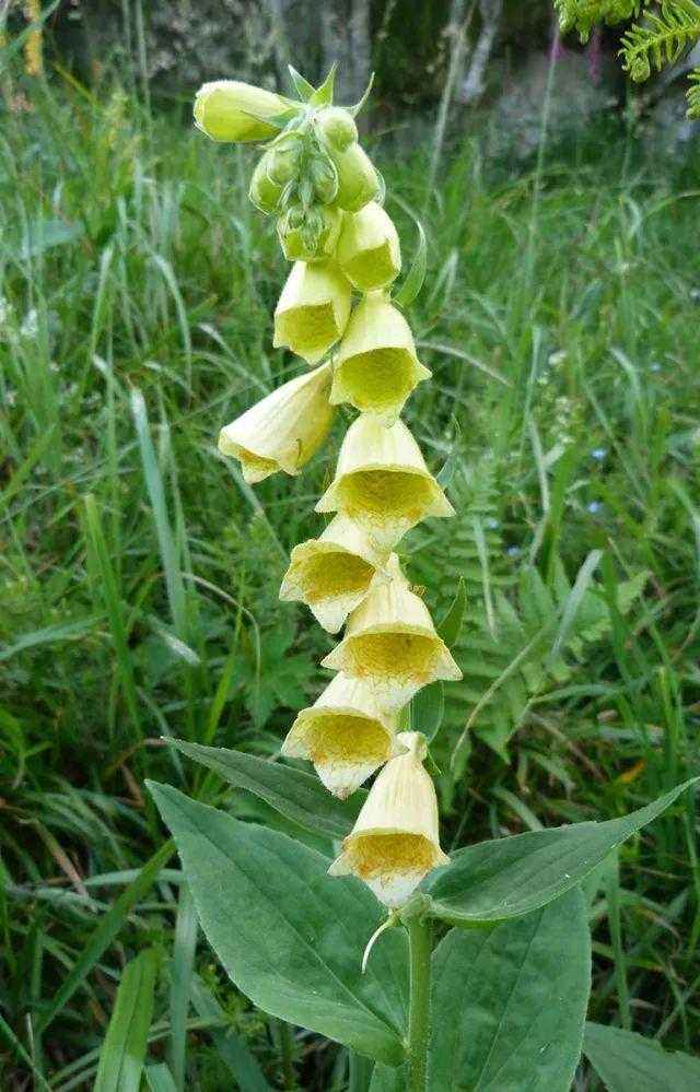 Digitalis lutea seed