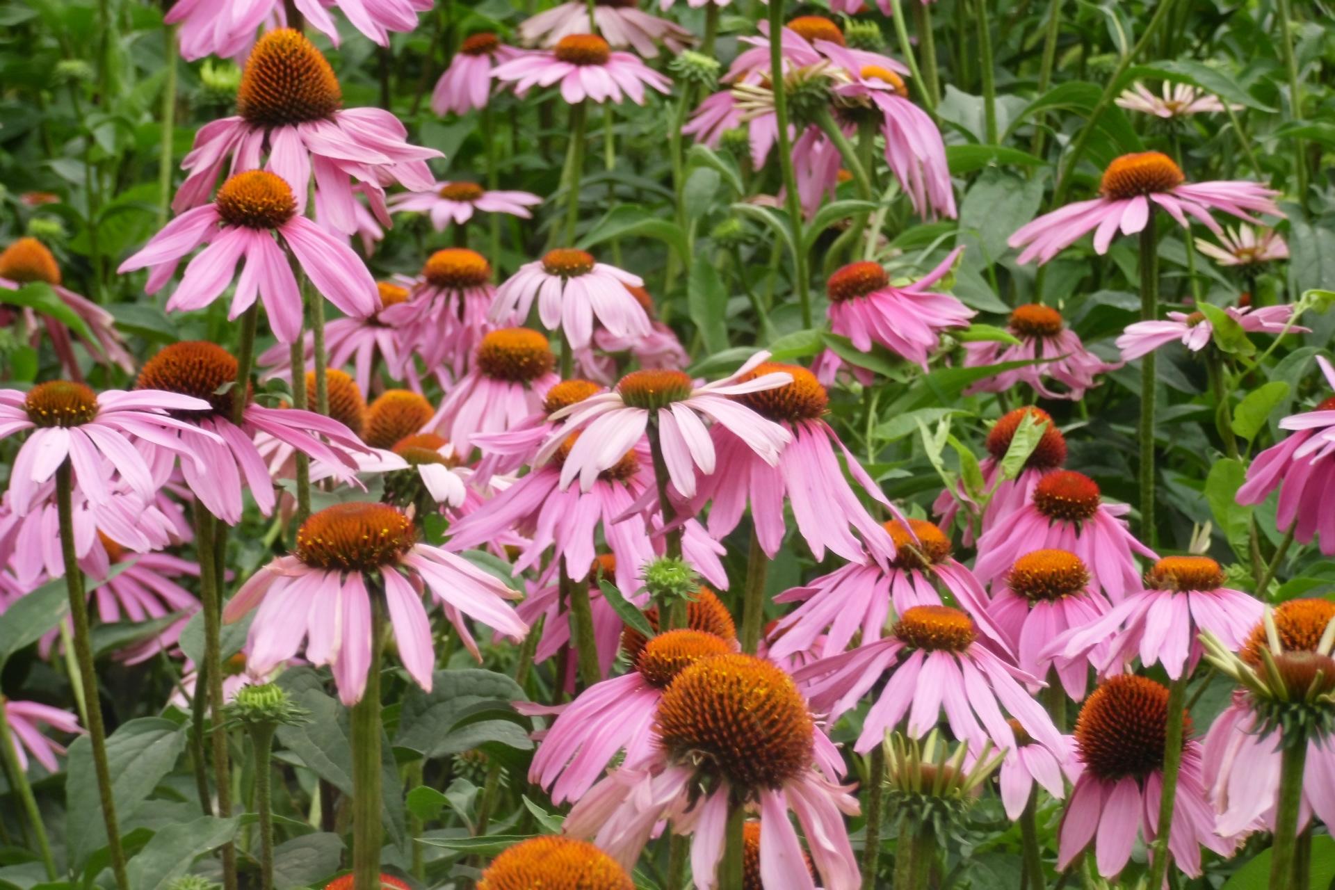 Echinacea angustifolia seed