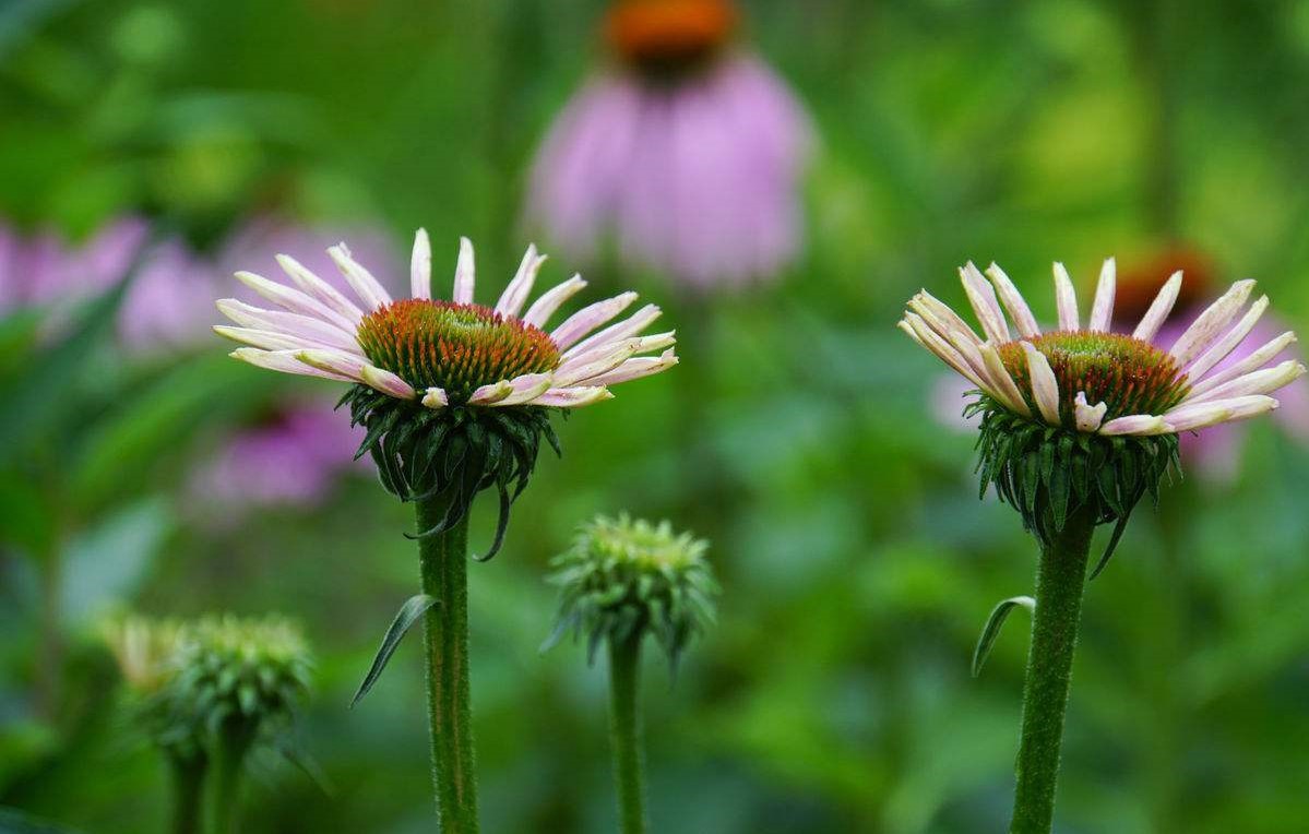 Echinacea pallida seed