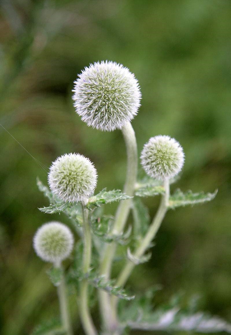 Echinops sphaerocephalus seed