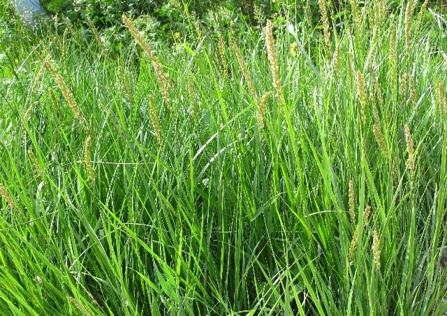 Elymus repens seed