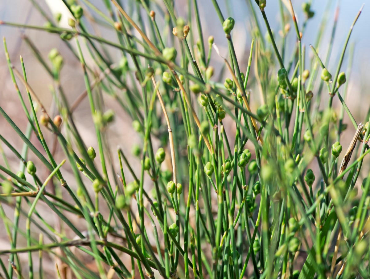 Ephedra equisetina seed