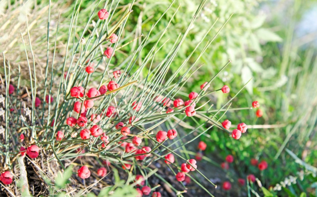 Ephedra intermedia seed BELL Garden Company,Wholesale Plant seeds