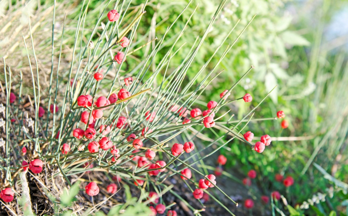 Ephedra intermedia seed