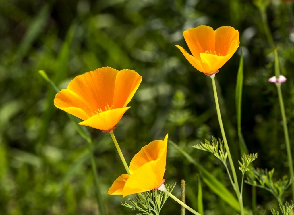 Eschscholzia californica seed