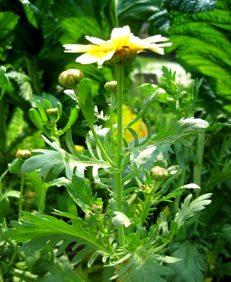 Glebionis segetum seed