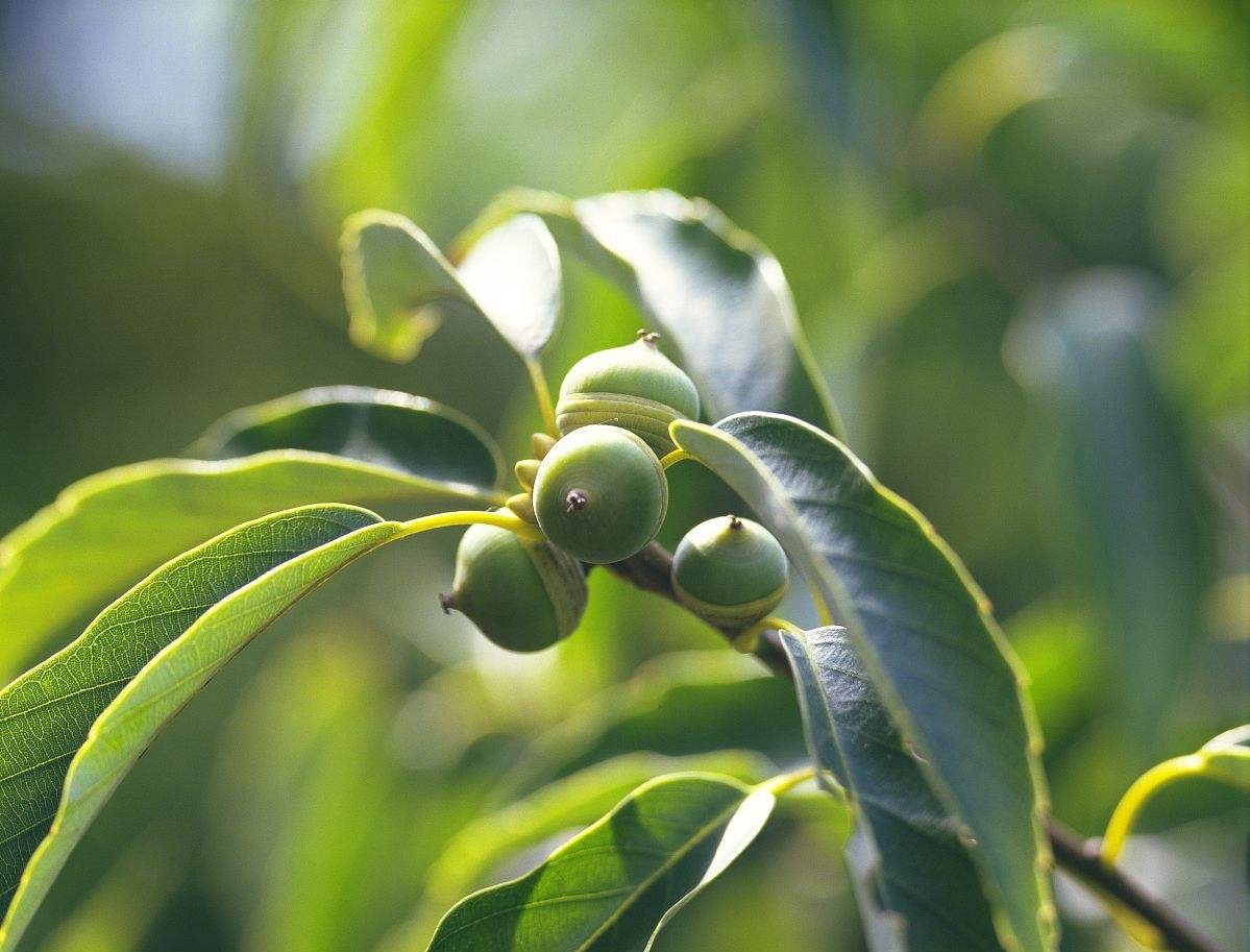 Quercus acuta seed