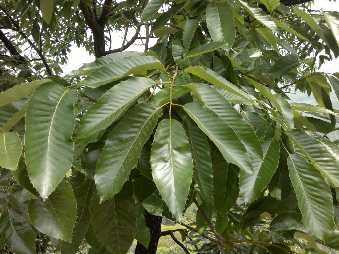 Quercus ciliaris seed