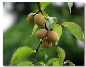 Vatica mangachapoi seed BELL Garden Company,Wholesale Plant seeds