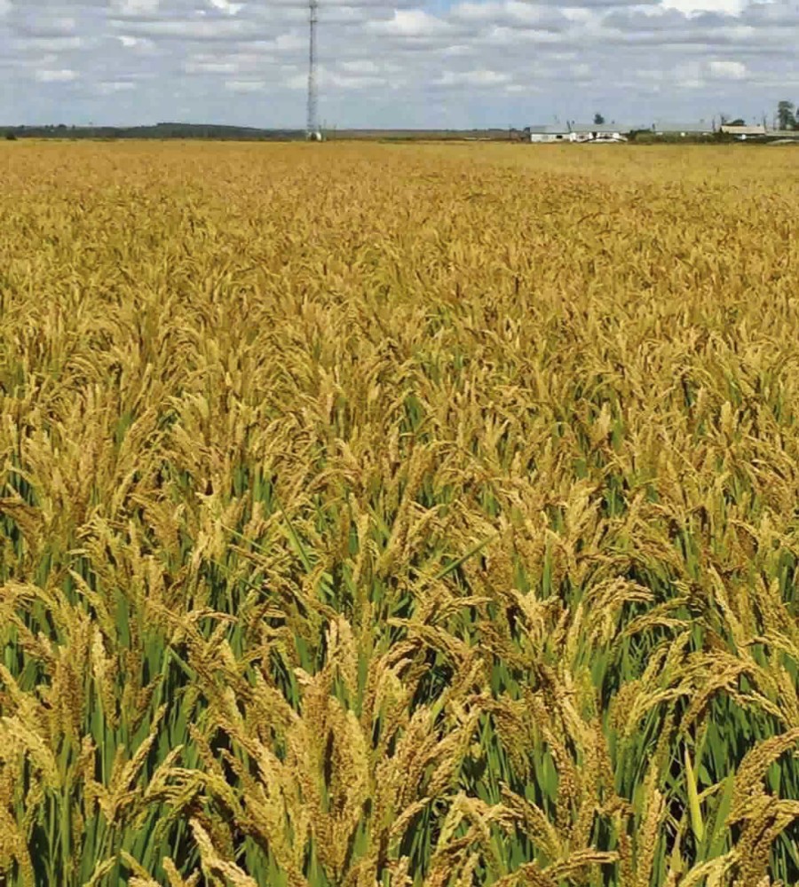 Basmati rice seed BELL Garden Company,Wholesale Plant seeds,Alive