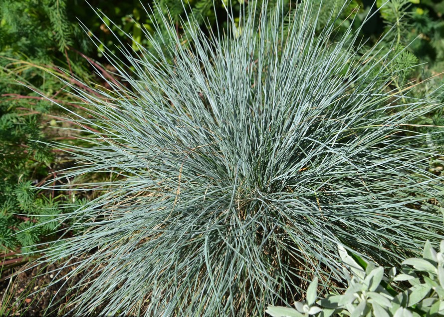 Fescue blue (gray) (Festuca cinerea)