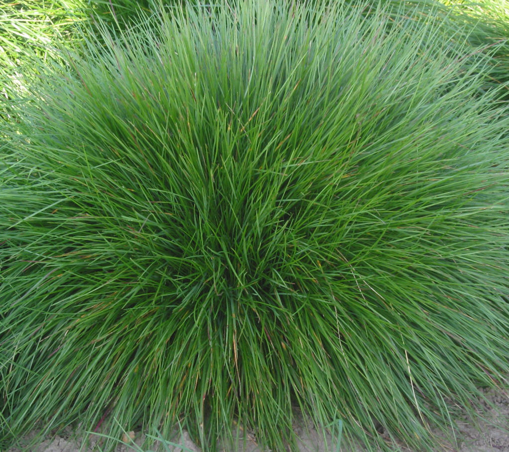 Festuca gigantea seed