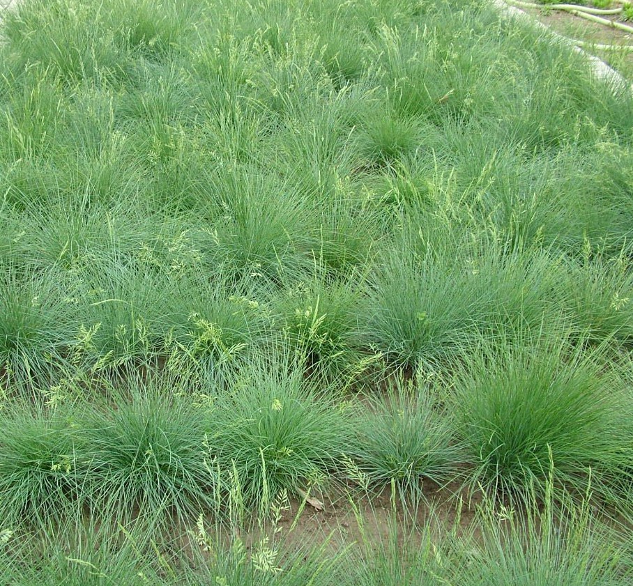 Festuca ovina seed