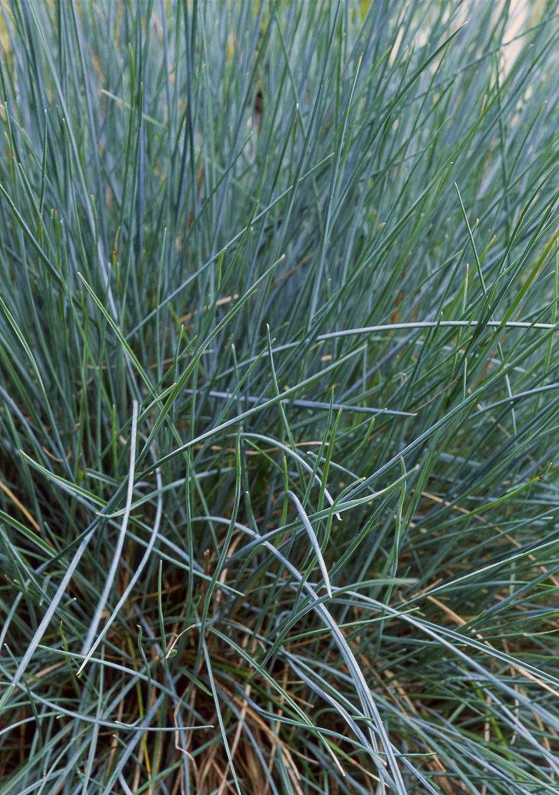 Festuca pallens seed