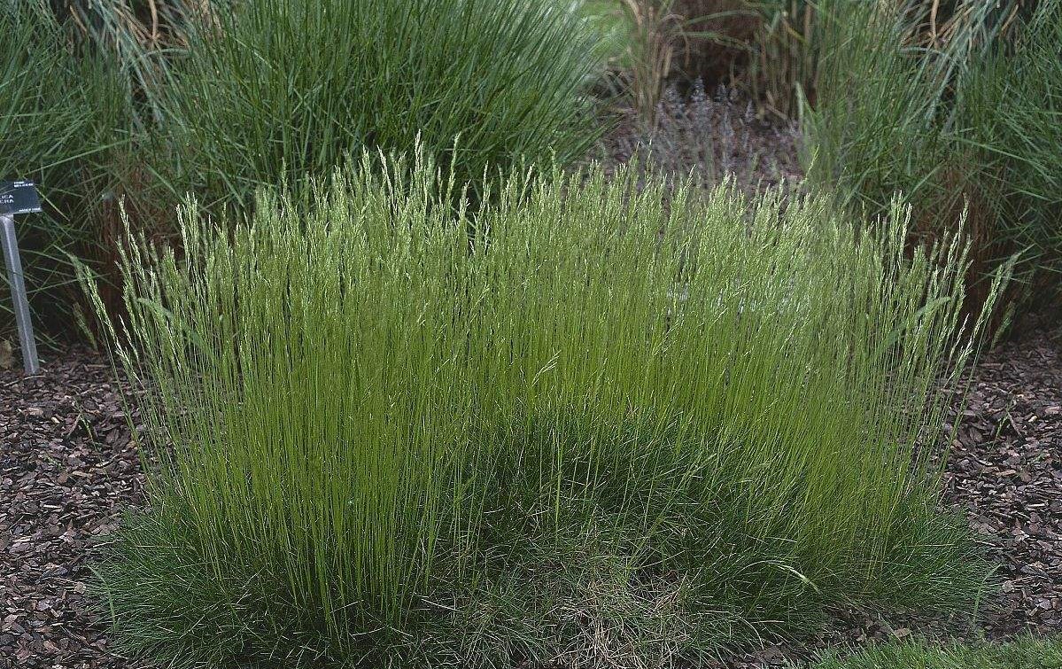 Festuca pratensis seed