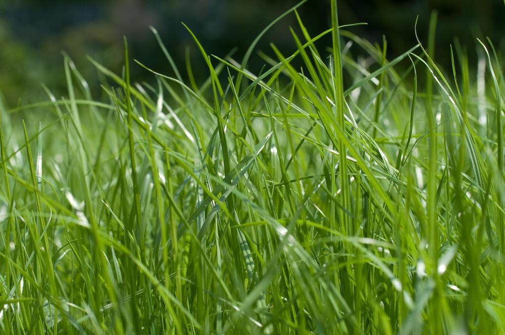 Festuca rupicola seed