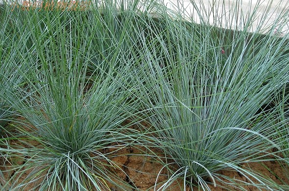 Festuca valesiaca seed