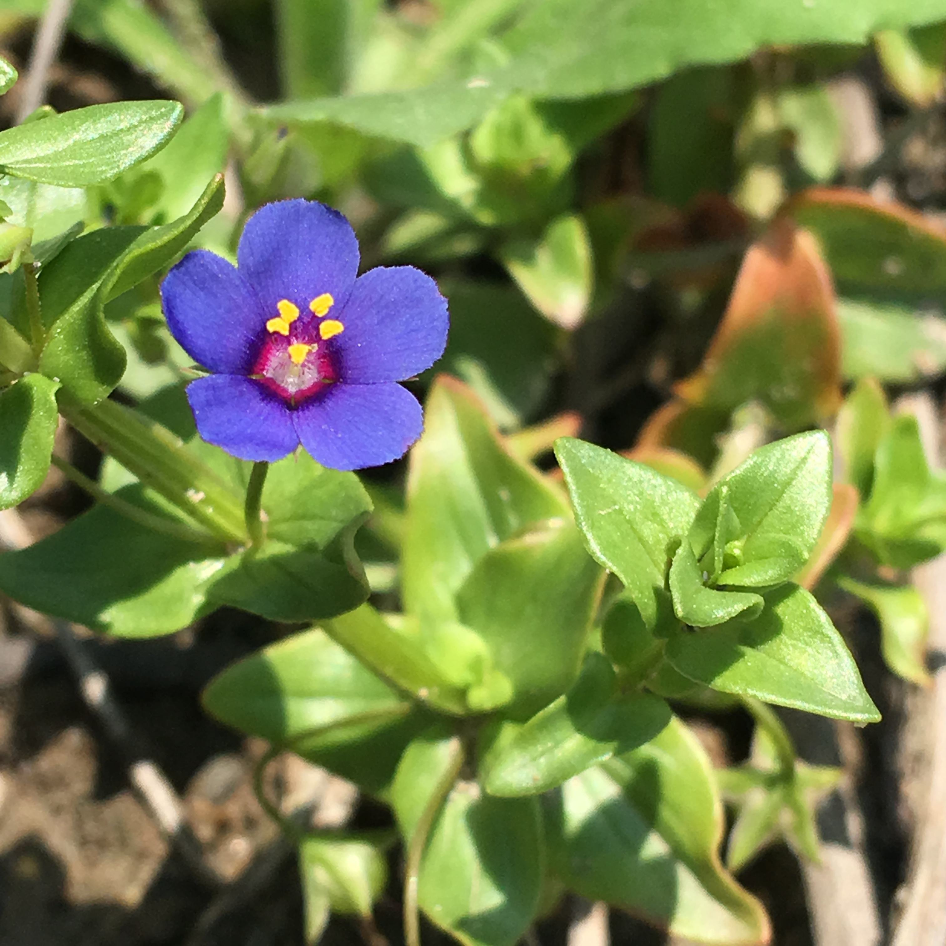 Anagallis arvensis seed