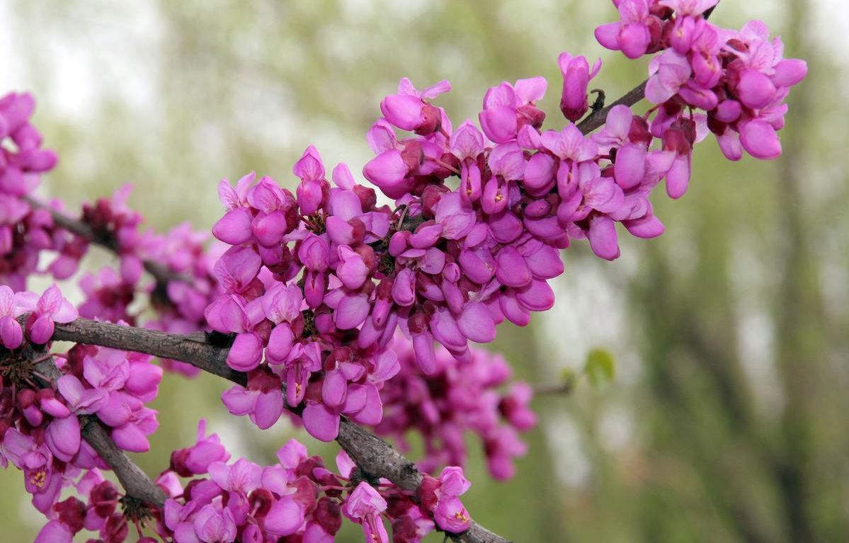 Cercis gigantea seed