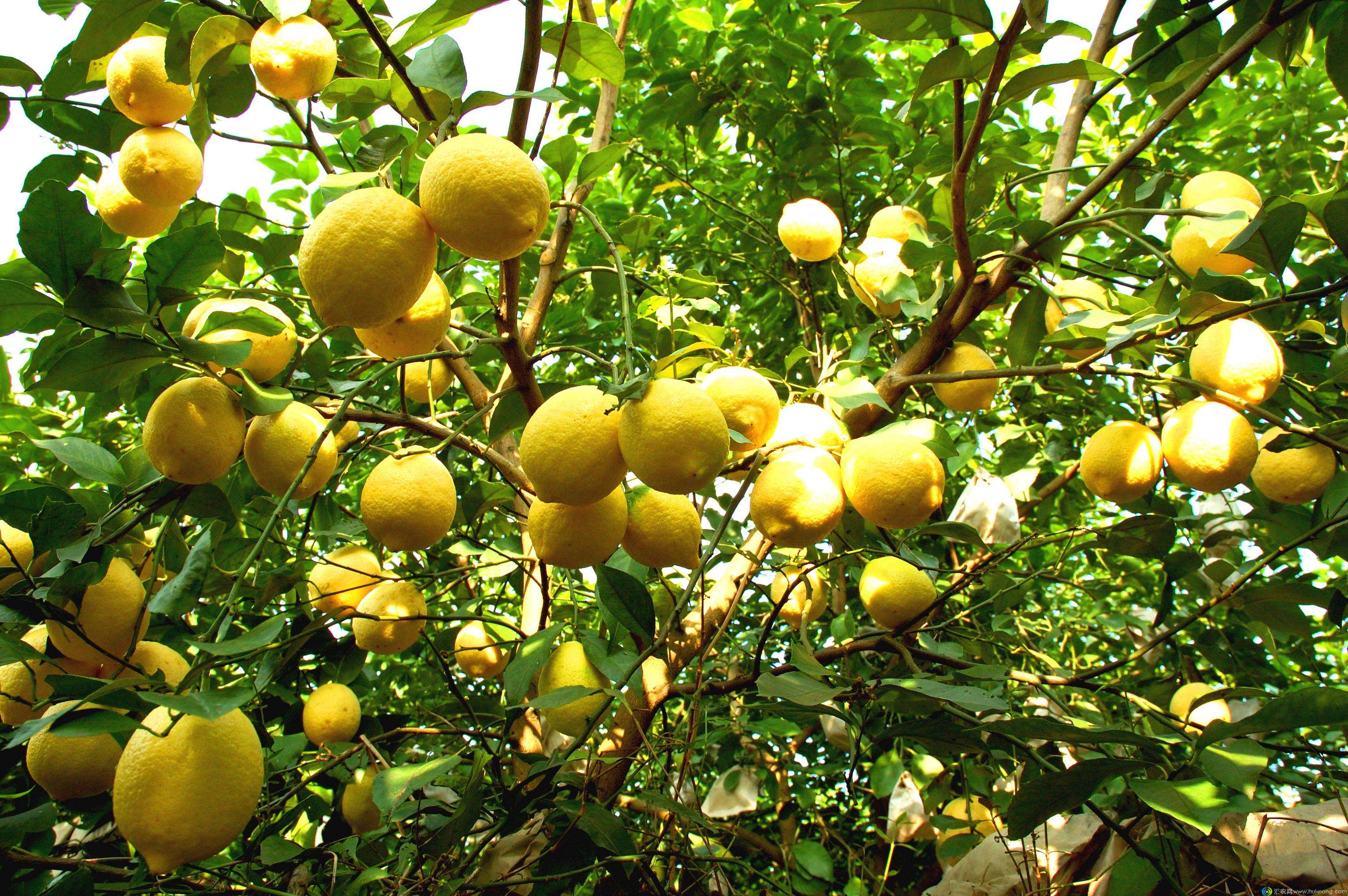 Lemon seed(Citrus limon)