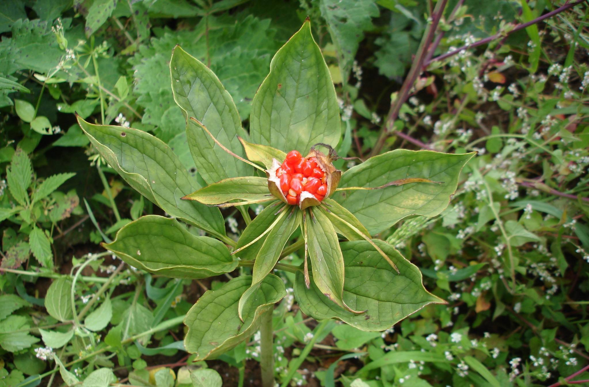 Paris polyphylla seed