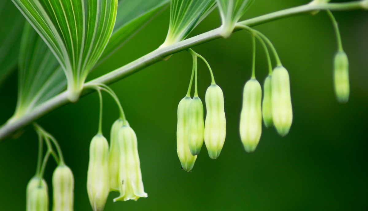 Polygonatum odoratum seed