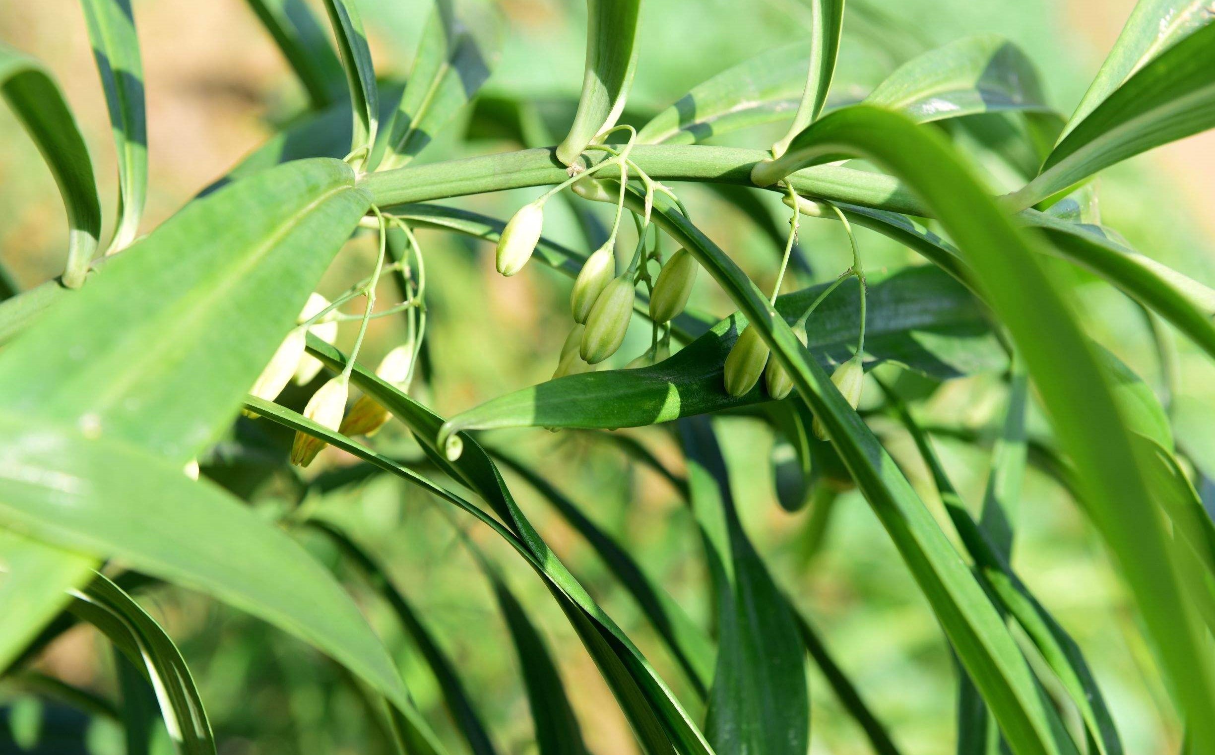 Polygonatum sibiricum seed