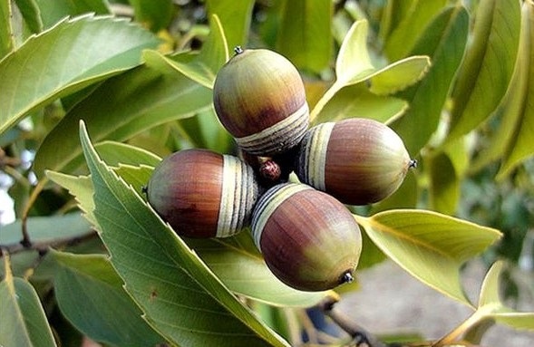 Quercus glauca seed