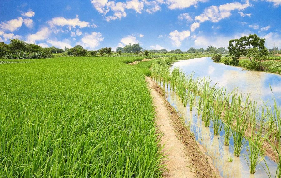 Wild rice seed BELL Garden Company,Wholesale Plant seeds,Alive roots