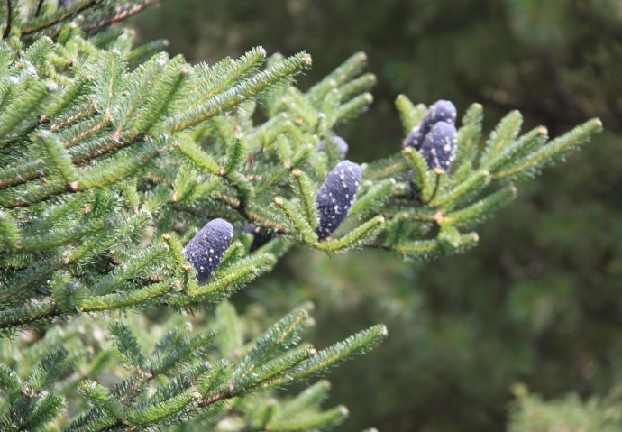 Abies recurvata seed