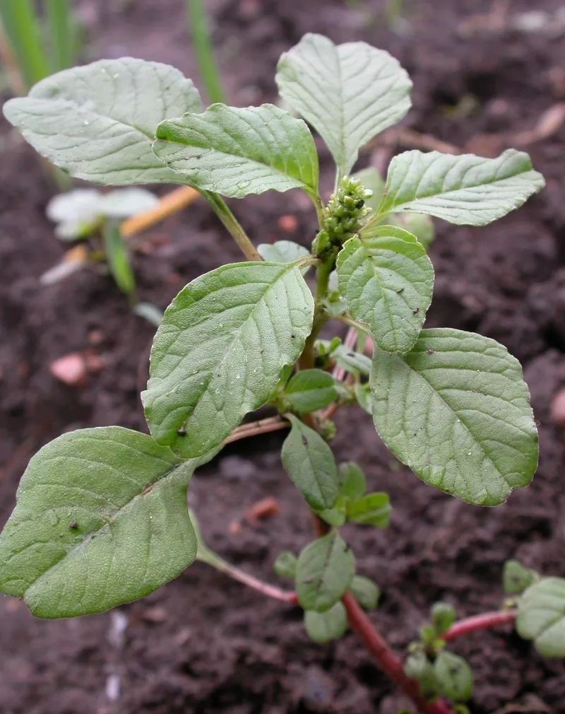 Amaranthus blitum seed