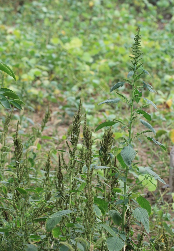 Amaranthus retroflexus seed