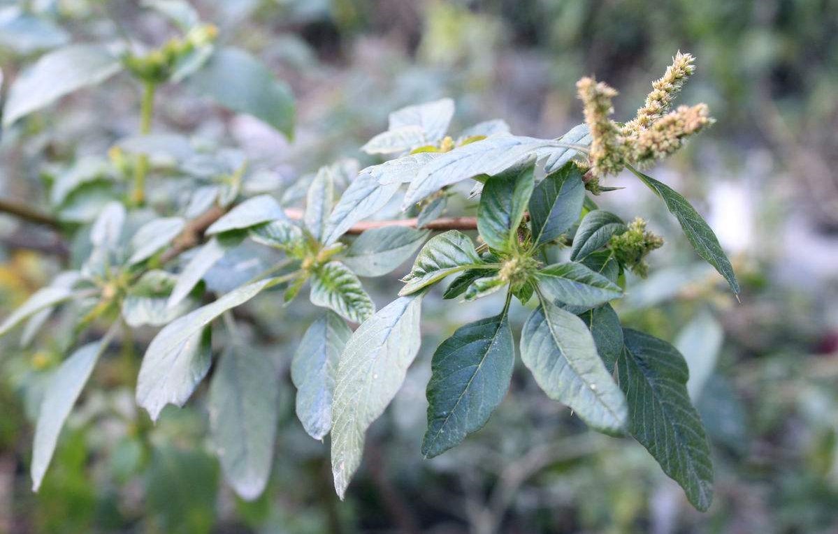 Amaranthus spinosus seed