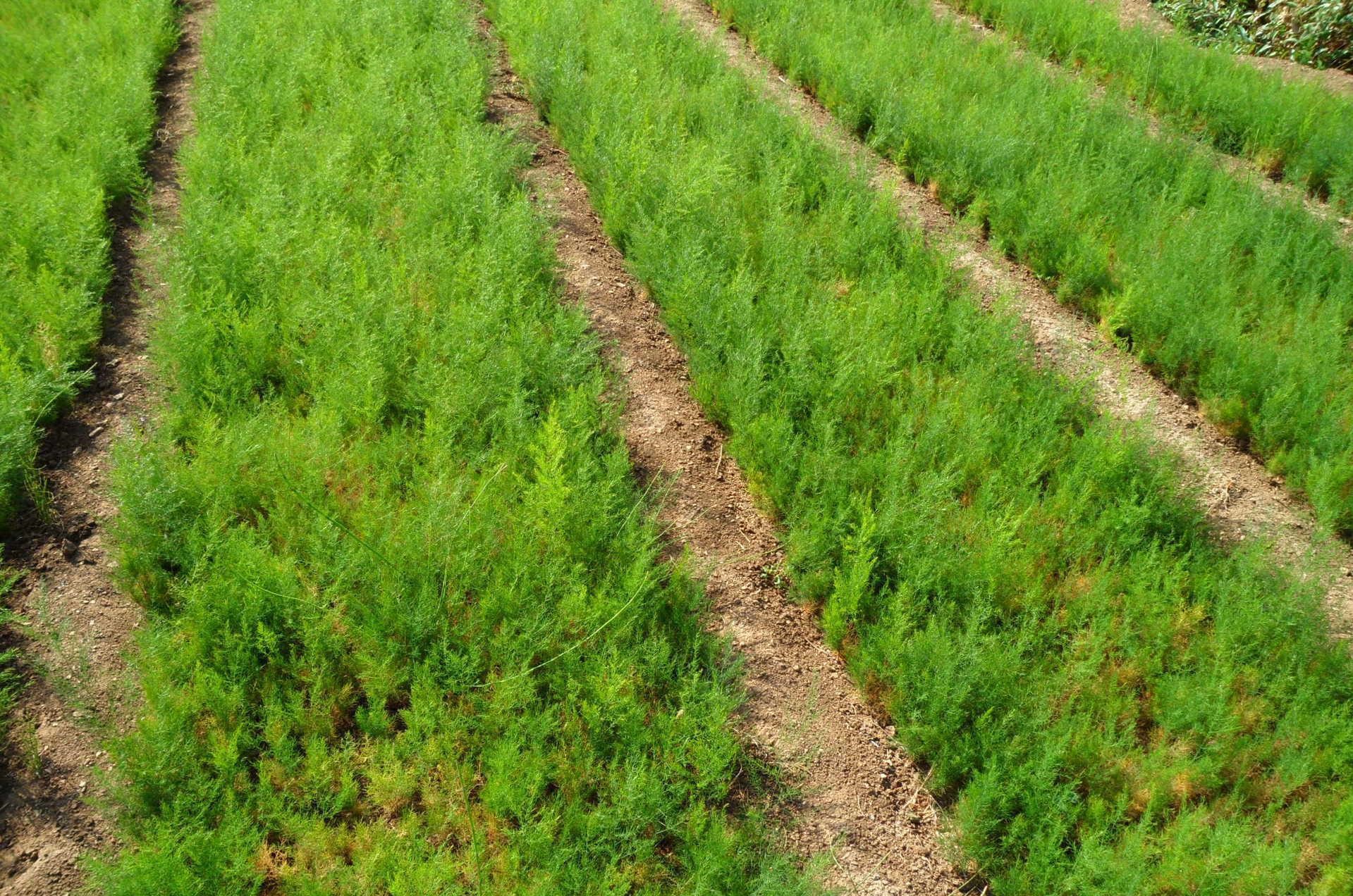 Asparagus densiflorus seed