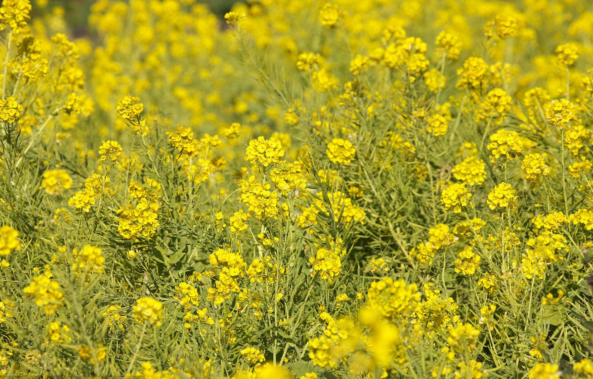 Brassica juncea seed