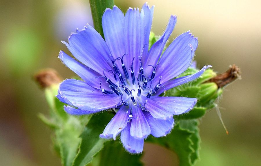 Cichorium endivia seed