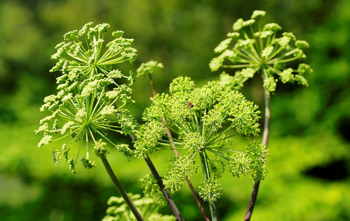 Heracleum sphondylium seed