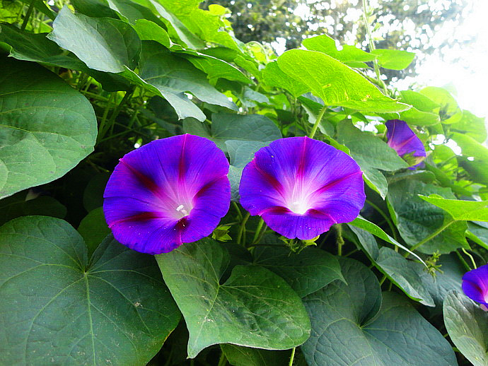 Ipomoea purpurea seed