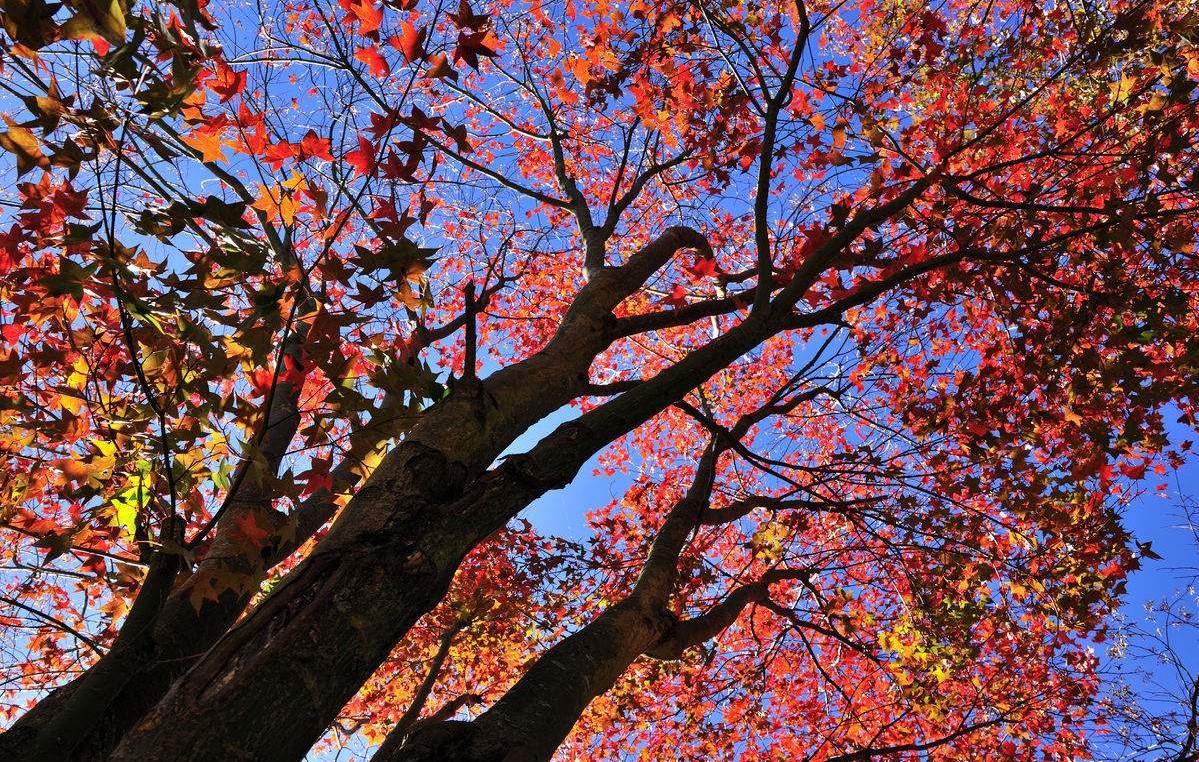 Liquidambar styraciflua seed