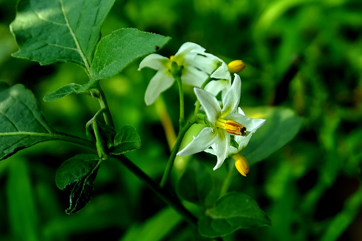 Solanum Nigrum seed