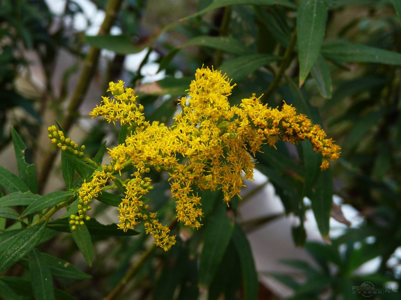 Solidago canadensis seed