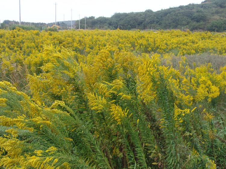 Solidago virgaurea seed