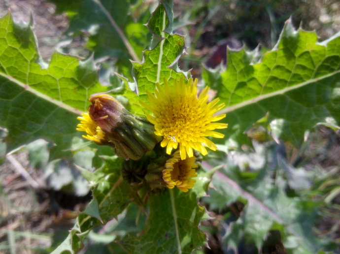 Sonchus Asper seed