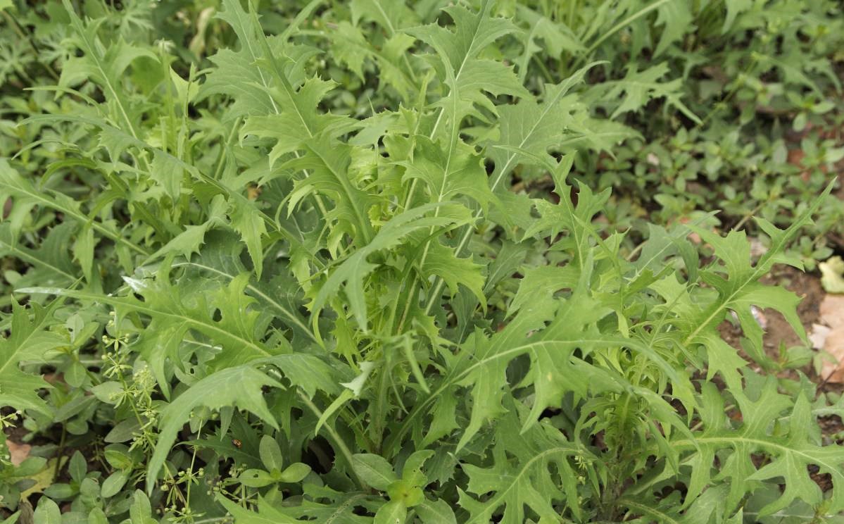 Sonchus oleraceus seed